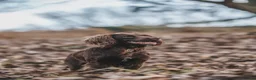 Sprocker dogs for sale: Springer x Cocker Pups  in Barnsley - Advert 9