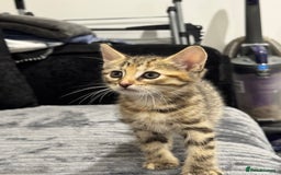 Mixed Breed cats for sale: 2 gorgeous girls  - Image 4