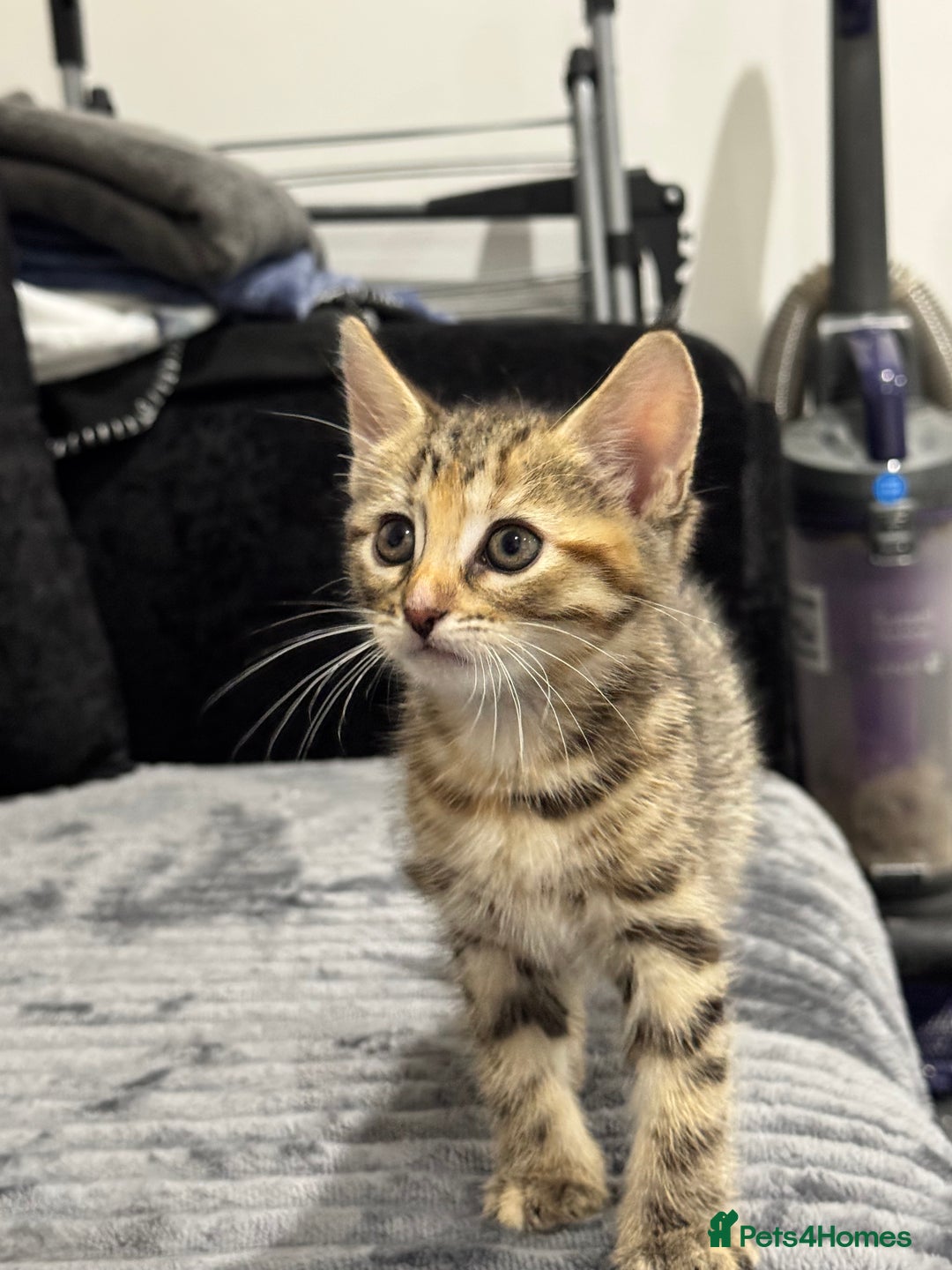 Mixed Breed cats for sale: 2 gorgeous girls  - Image 4