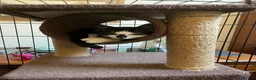 Mixed Breed cats for adoption: Rescue kittens needing forever home - Advert 8