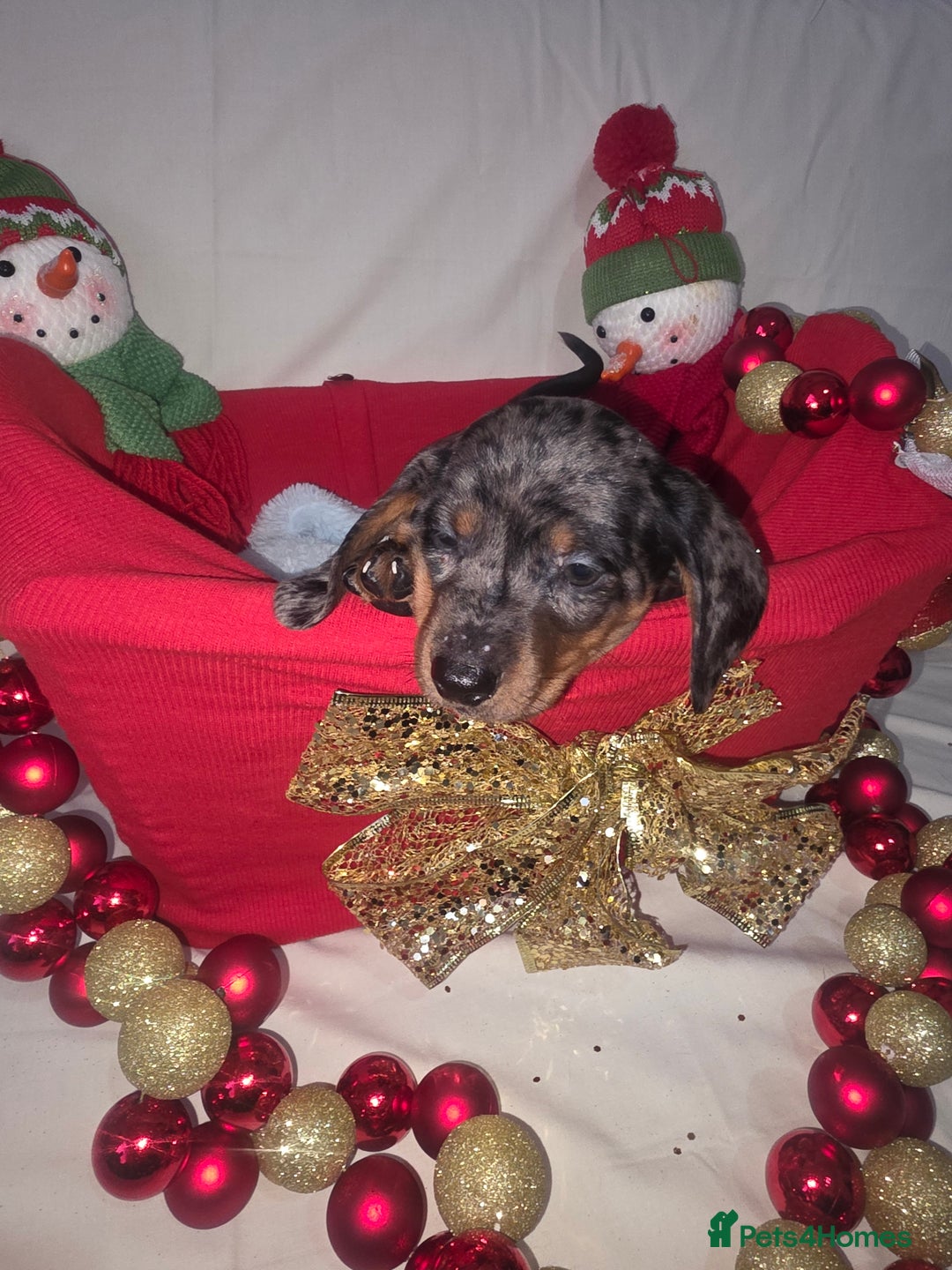 Miniature Dachshund dogs for sale: Miniature dachshund  - Advert 19