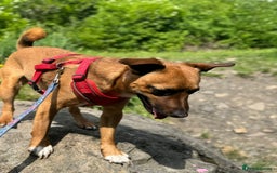 Mixed Breed dogs for sale: Loving jack looking for new home - Image 5