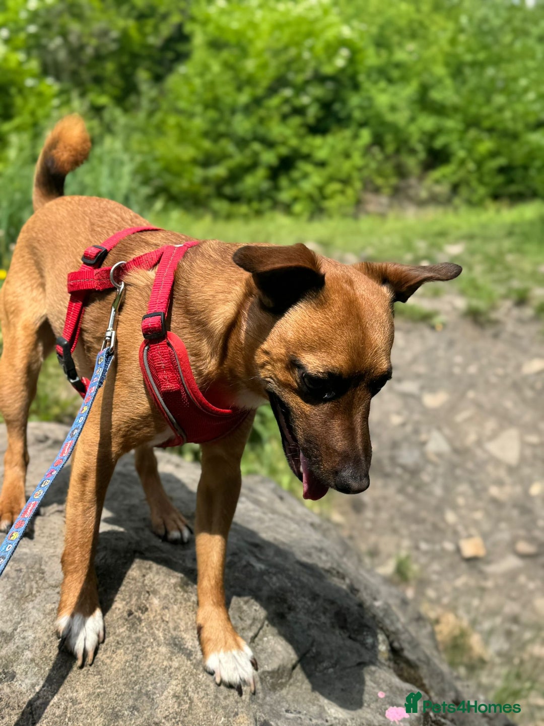 Mixed Breed dogs for sale: Loving jack looking for new home - Image 5