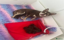 Chihuahua dogs for sale: Beautiful chocolate Chihuahua puppies  - Image 6