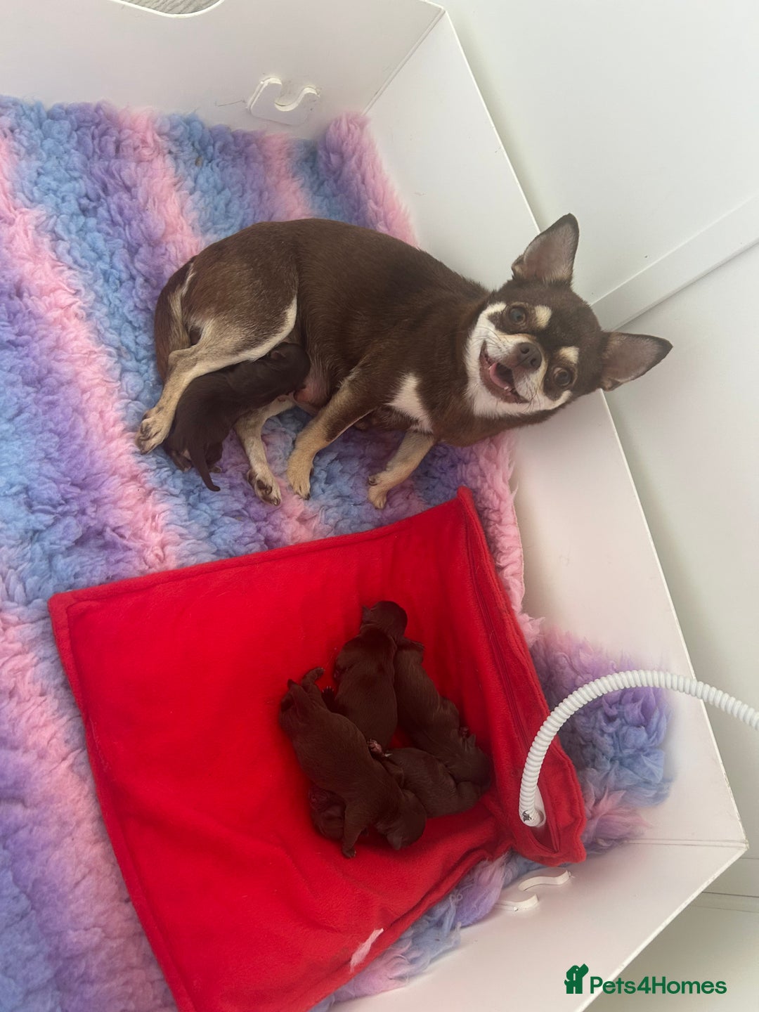 Chihuahua dogs for sale: Beautiful chocolate Chihuahua puppies  - Image 6
