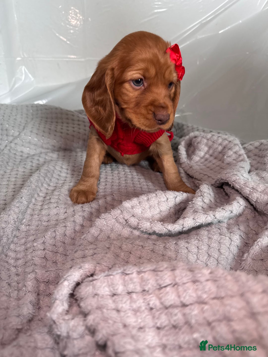 Cocker Spaniel dogs for sale: Pure breed cocker spaniels puppies  - Image 5