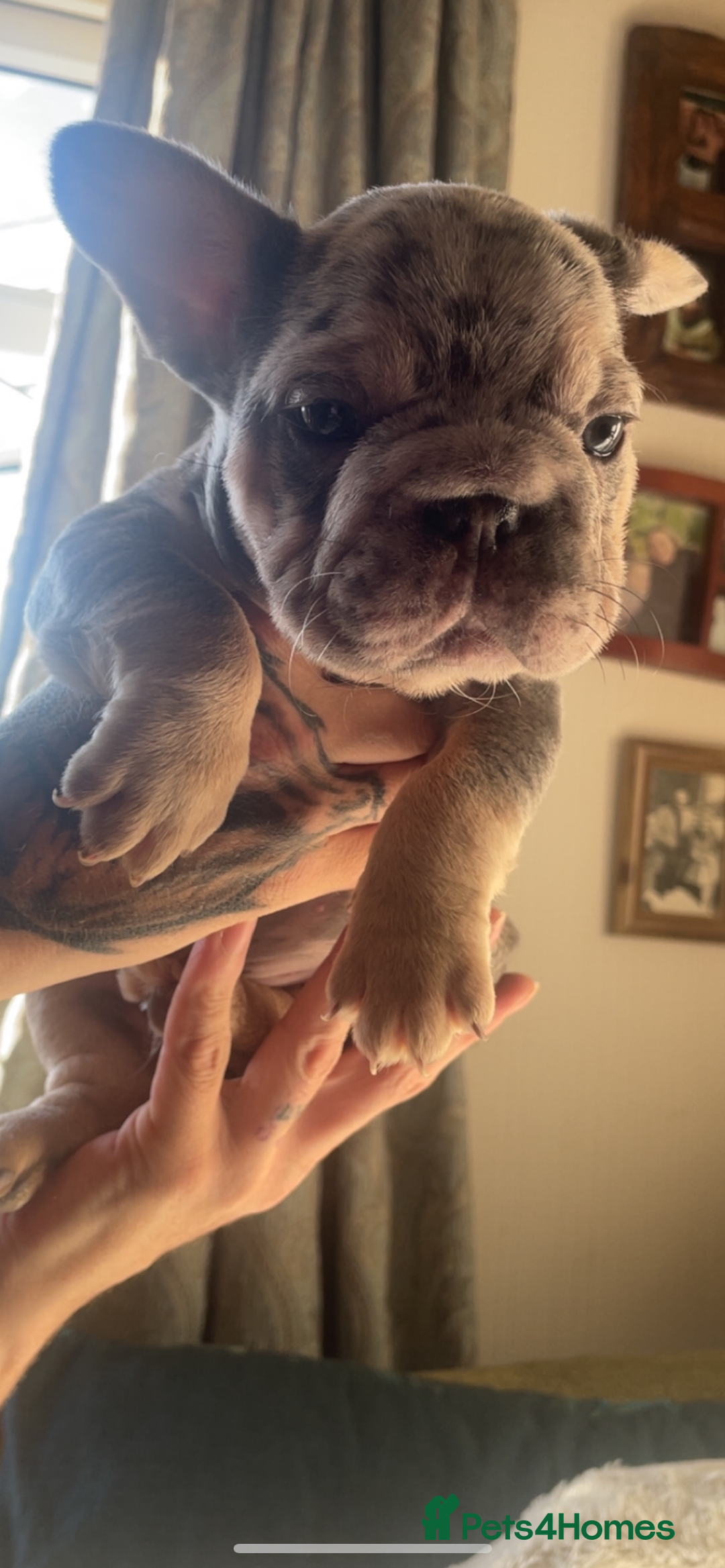 French Bulldog dogs for sale: French bulldogs boys and girls  - Image 4