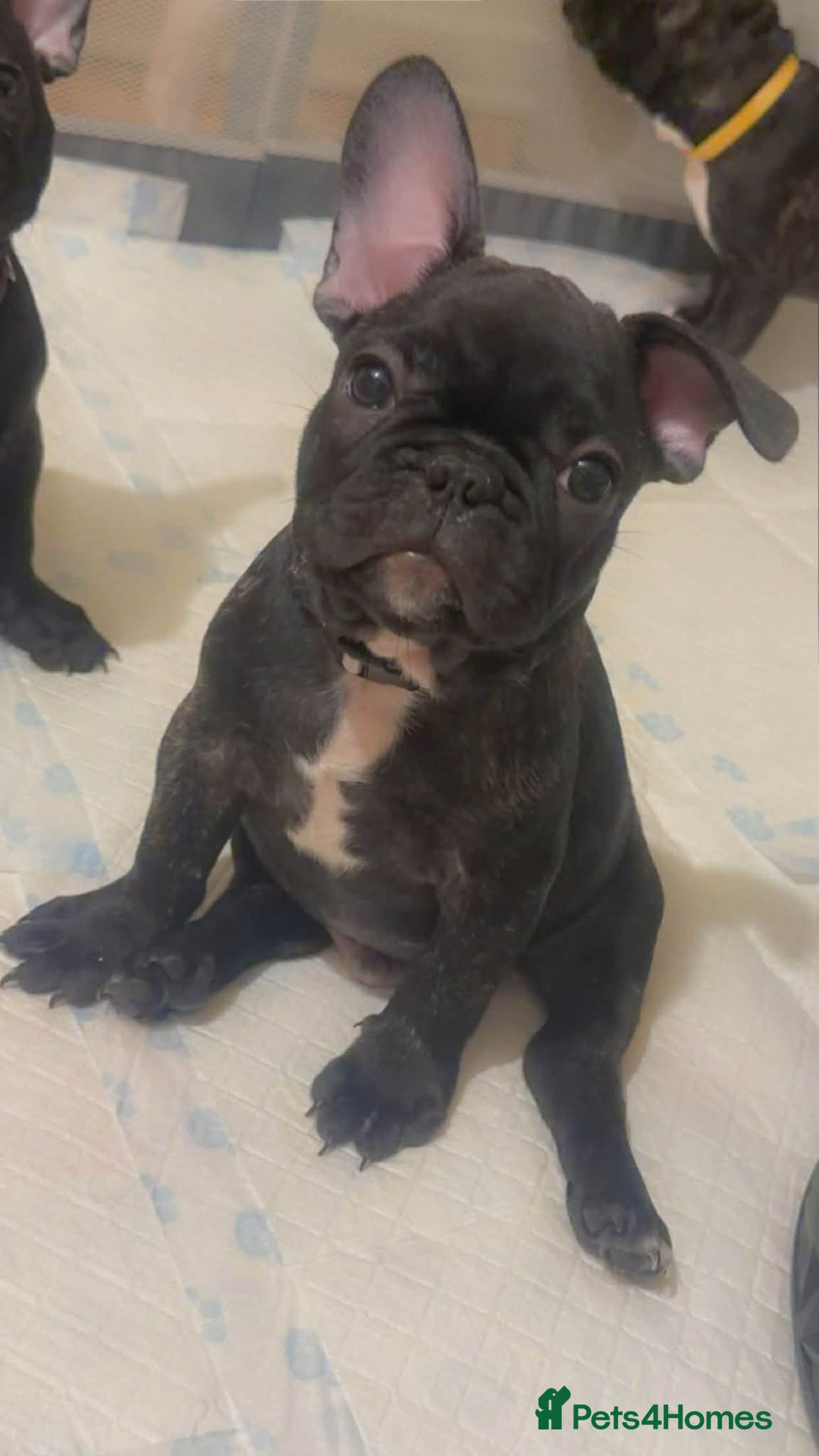 French Bulldog dogs for sale: French puppies  - Advert 6