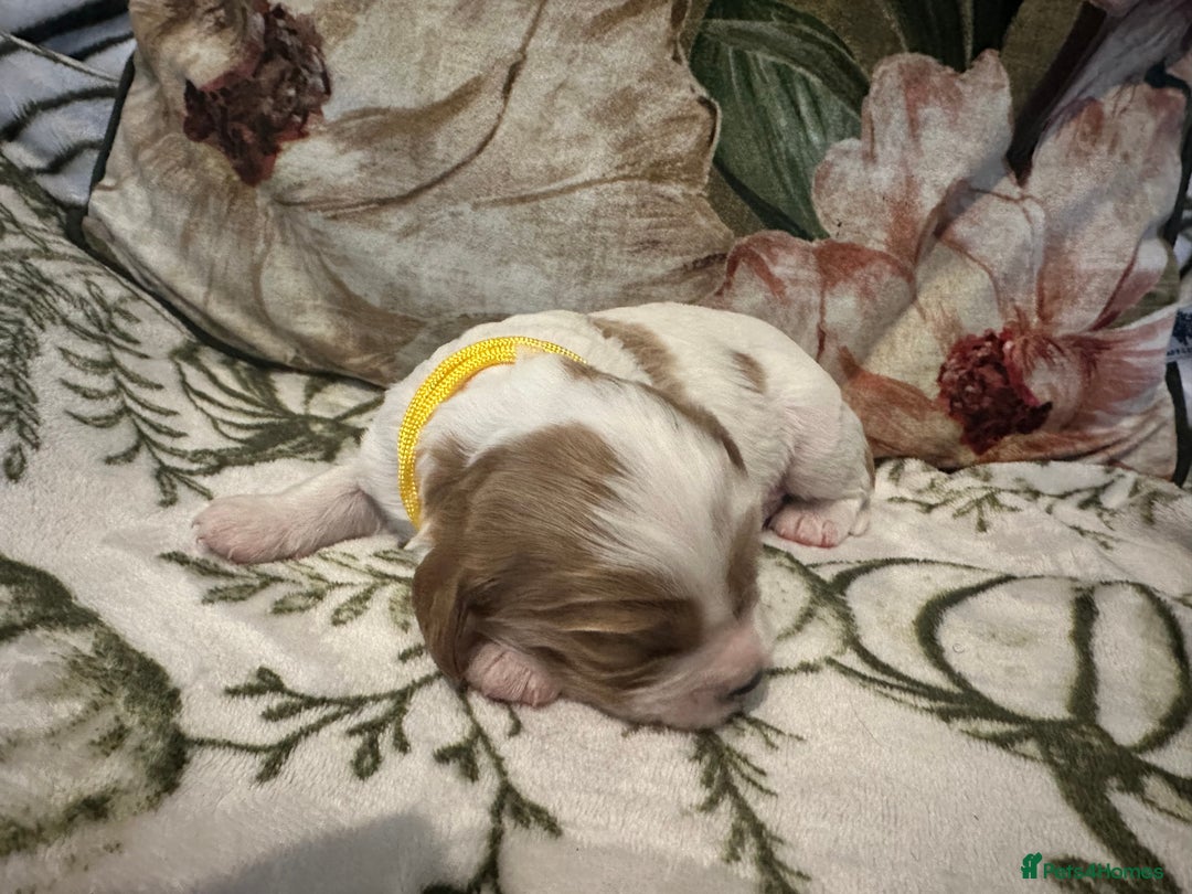 Mixed Breed dogs for sale: Cockalier puppies  - Advert 18