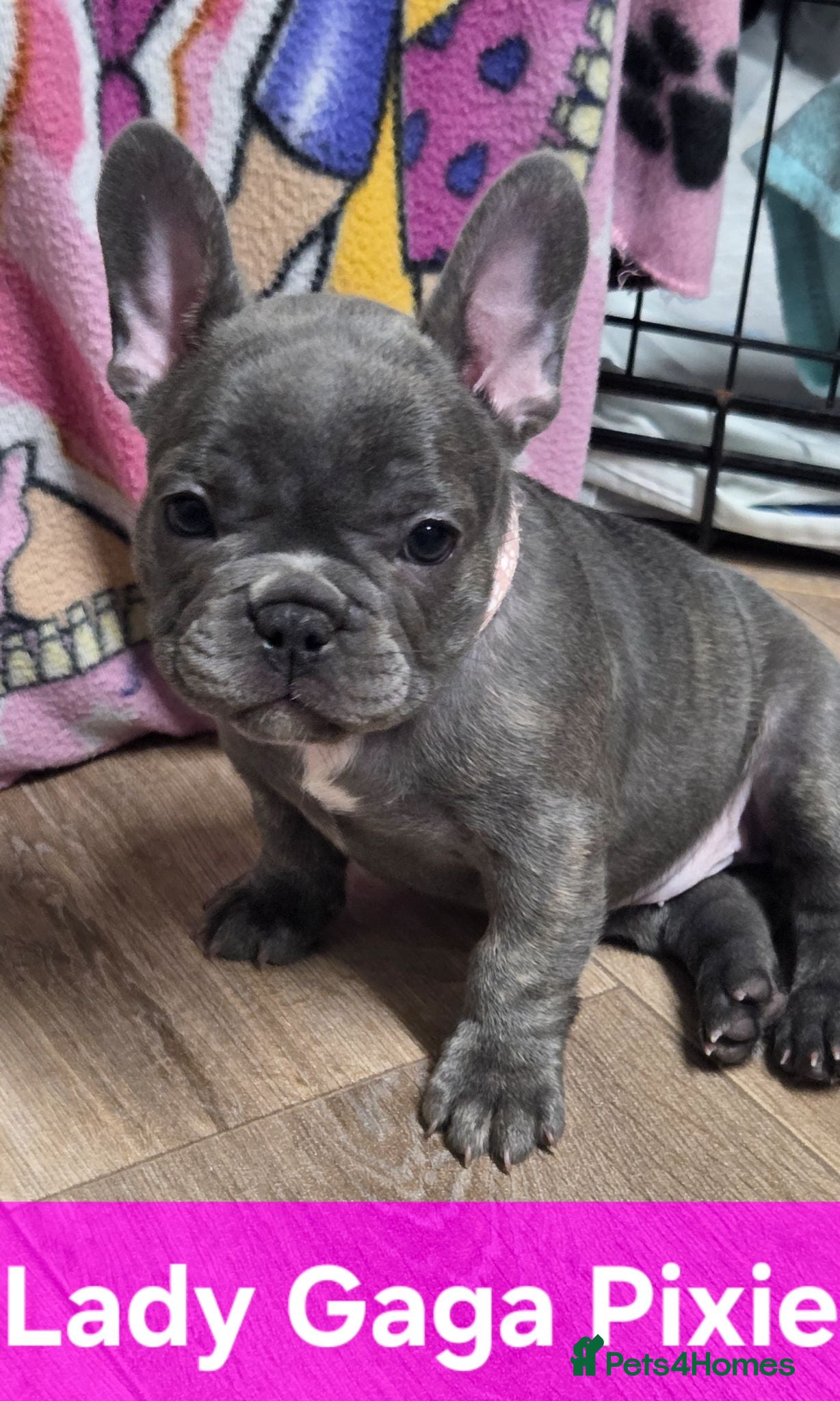 French Bulldog dogs French bulldogs  Last girl  - Advert 12