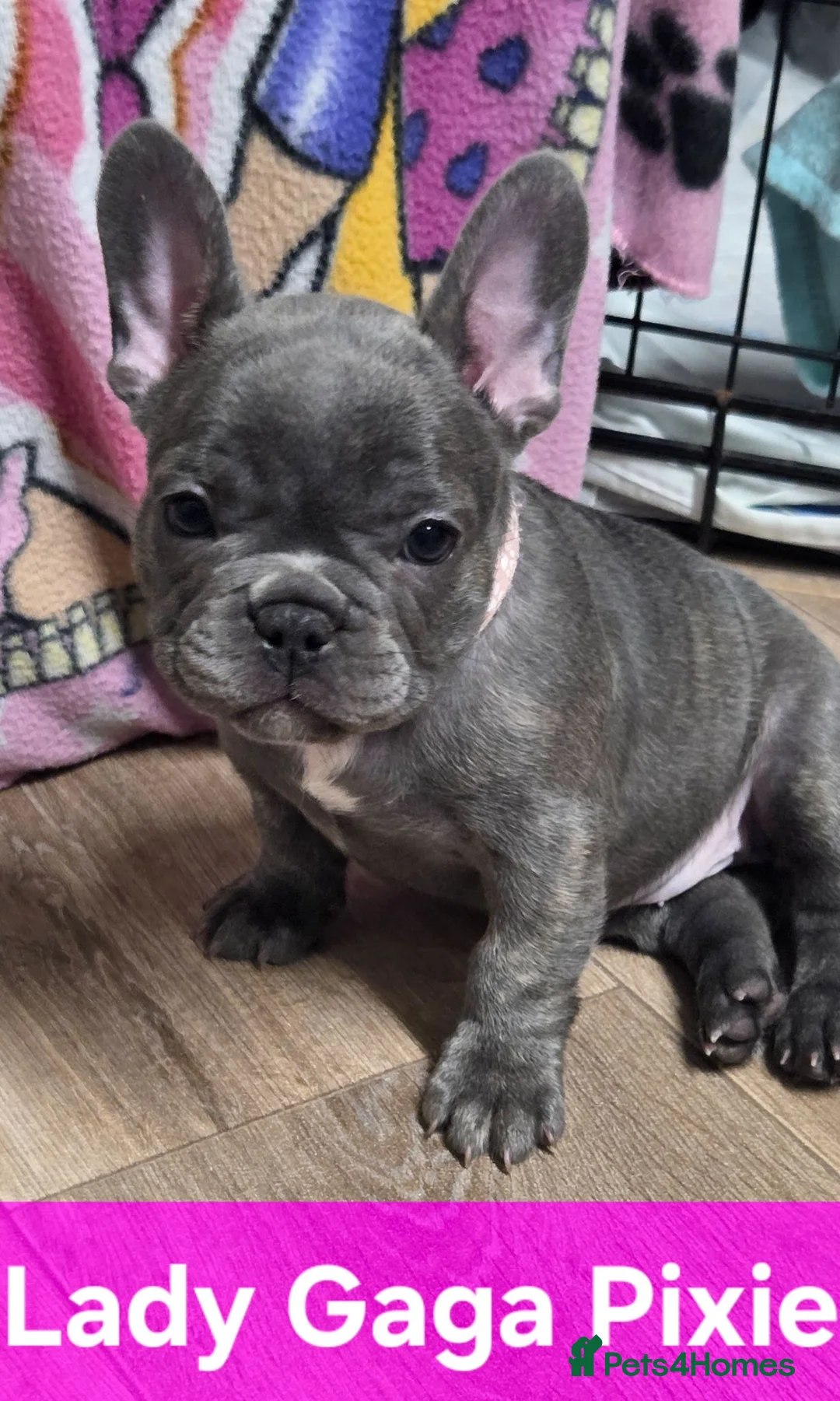 French Bulldog dogs for sale: French bulldogs  Last girl  - Advert 1
