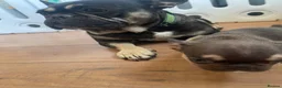 French Bulldog dogs for sale: French bulldog female - absolutely stunning  - Advert 12