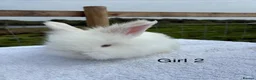 Mixed Breed rabbits for sale: Teddy Widder / Teddy Dwerg rabbits for sale  - Advert 12