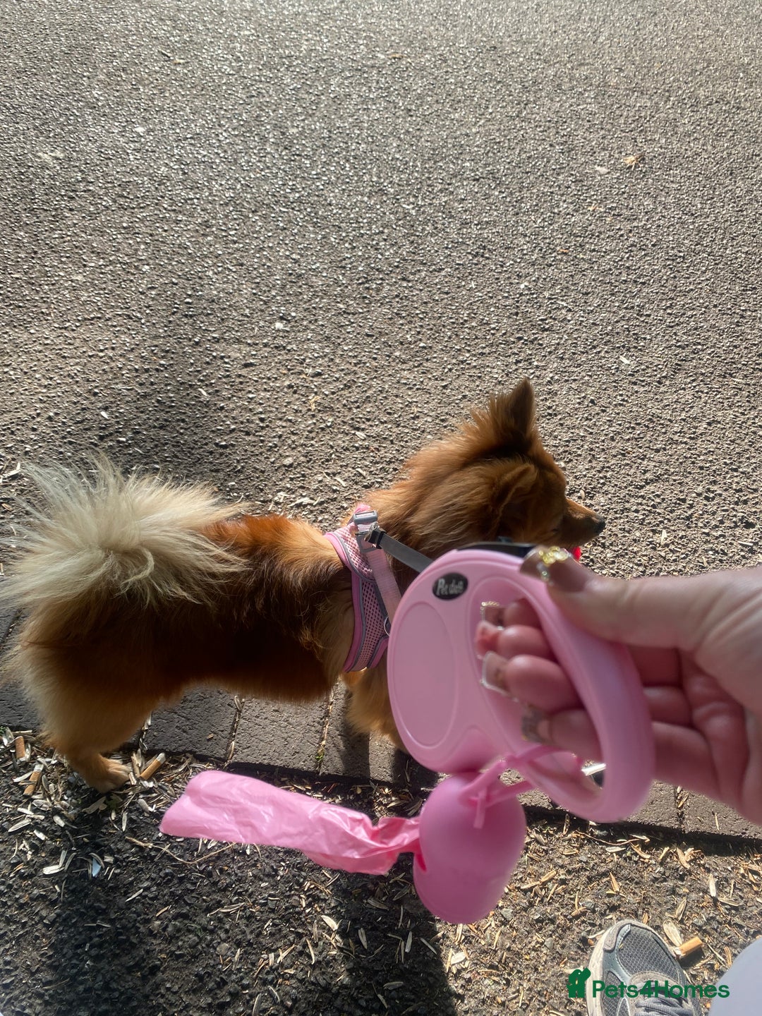 German Spitz dogs for sale: German Spitz - Image 3