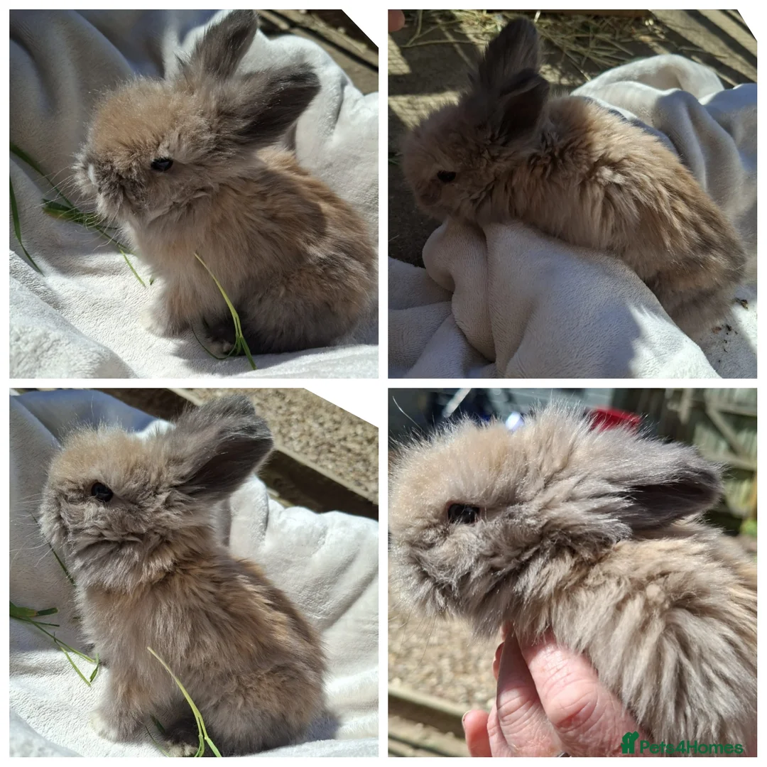 Angora rabbits for sale:  Pedigree Angora x Double Mained Lionhead babies   - Advert 2