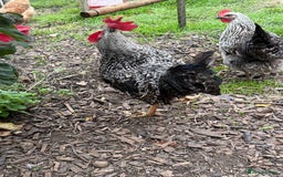 Chickens poultry for sale: Cockerels For Sale - Image 6