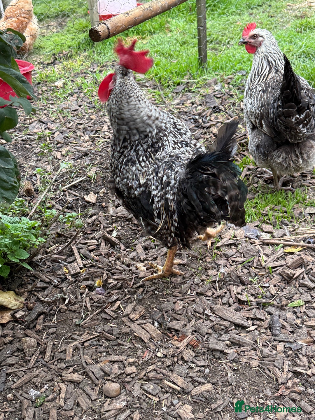 Chickens poultry for sale: Cockerels For Sale - Image 6