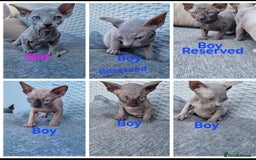 Sphynx cats for sale: Canadian Sphynx6New born kittens5 still available  - Image 1