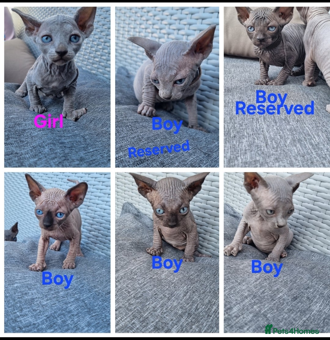 Sphynx cats for sale: Canadian Sphynx6New born kittens5 still available  - Image 1
