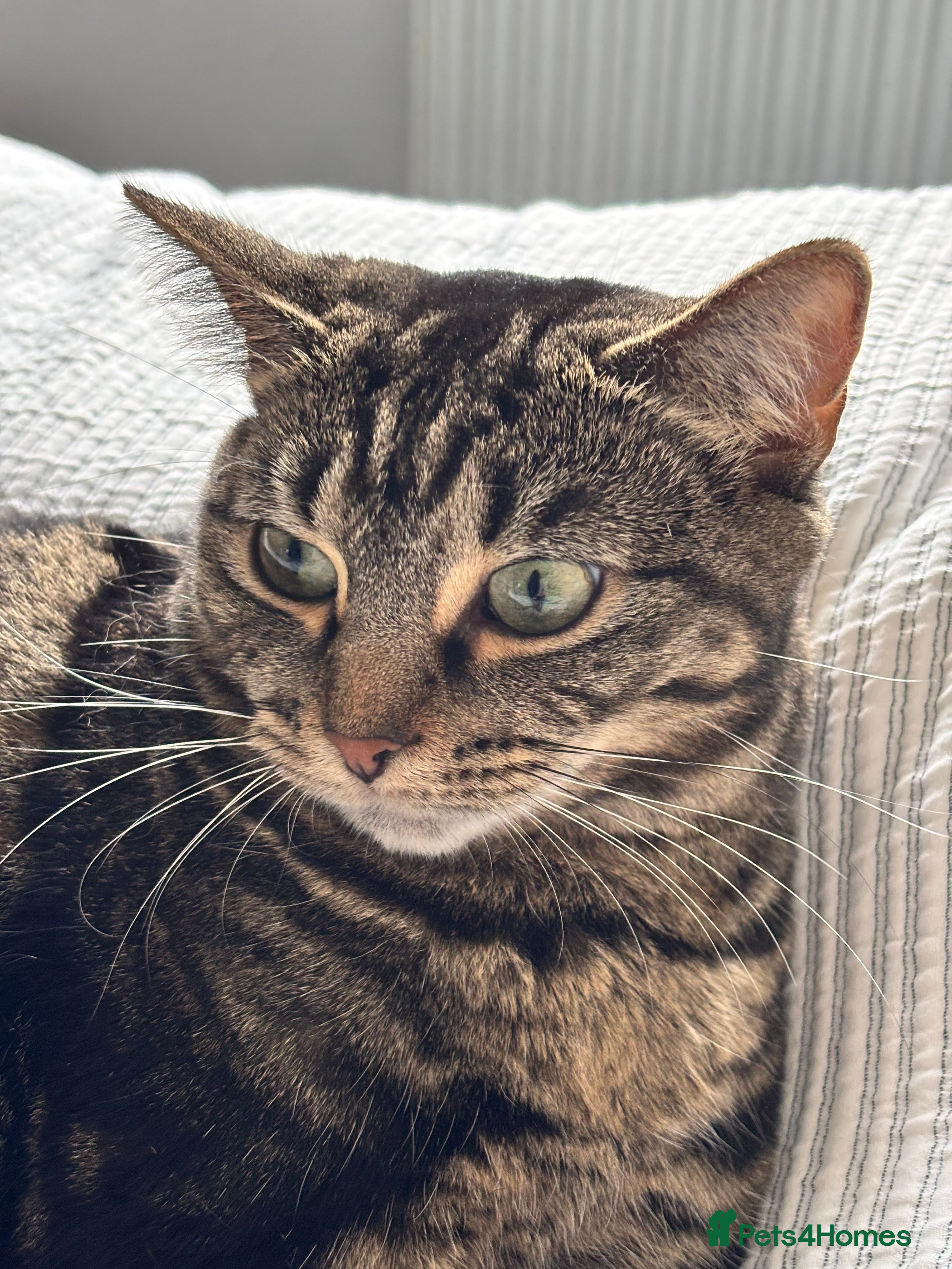 Mixed Breed cats Meet Bella - Looking for her Forever Loving Home - Advert 1