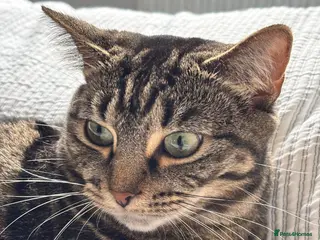 Mixed Breed cats Meet Bella - Looking for her Forever Loving Home - Advert 1