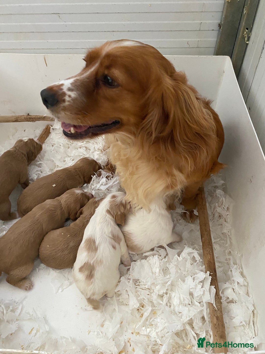 Cocker Spaniel dogs for sale: Fantastic KC REG cocker spaniel pups  - Image 8