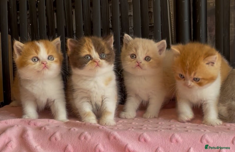 British Shorthair cats Beautiful BSH babies for sale  - Advert 1