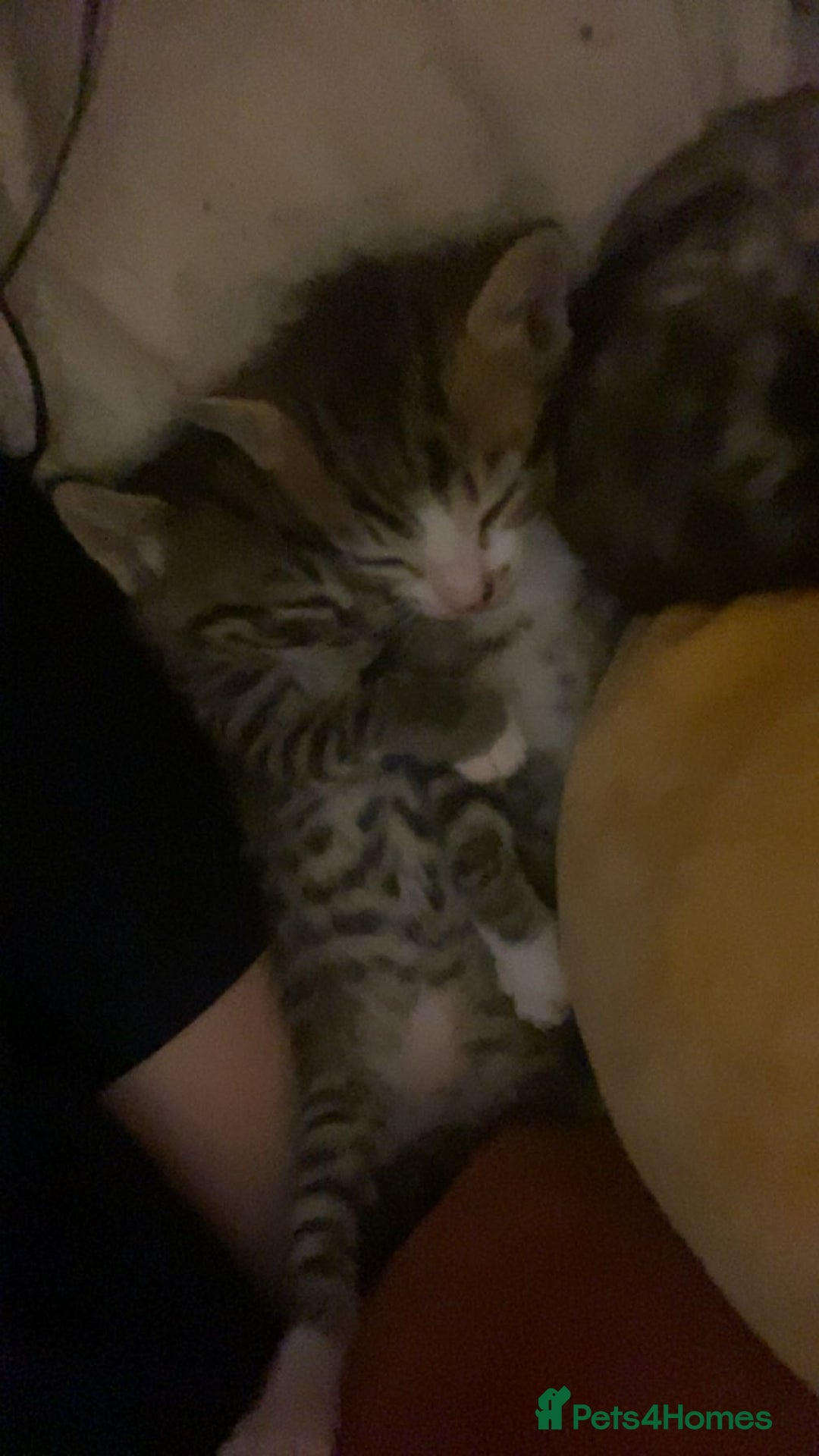 Mixed Breed cats for sale: Kittens for sale  - Image 5