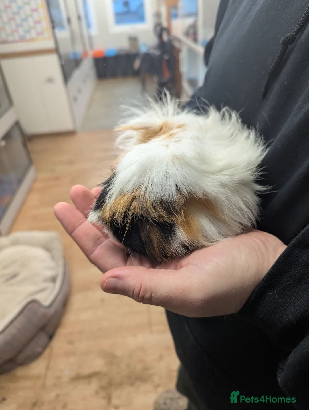 Guinea Pig rodents for sale: 2 Peruvian girls. Pure breed. Price is for both! - Advert 3