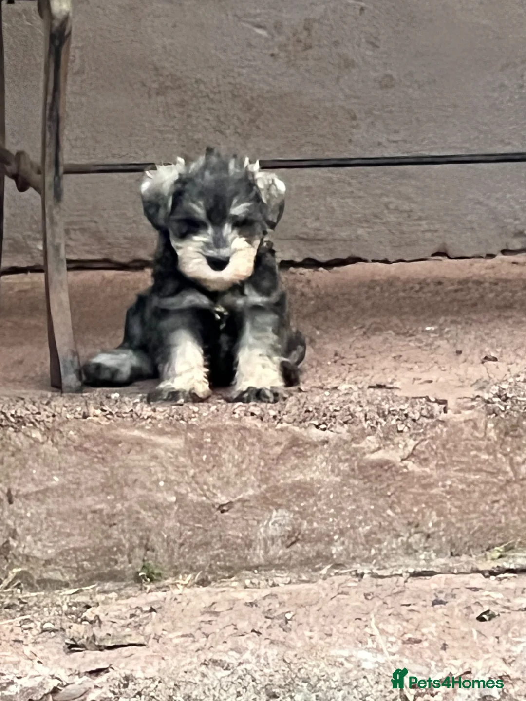 Miniature Schnauzer dogs for sale: Miniature schnauzer  - Advert 17