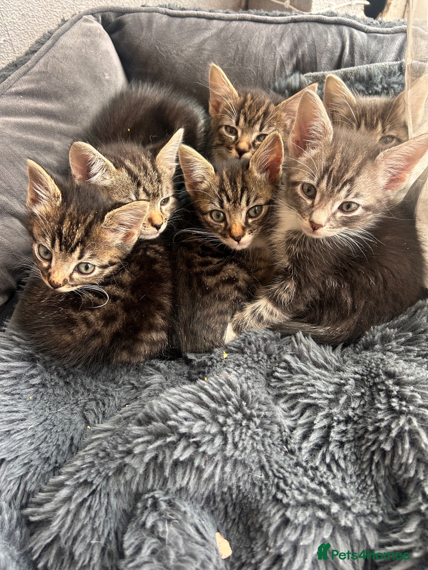 Mixed Breed cats Beautiful tabby kittens  - Advert 18