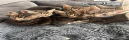 Mixed Breed cats for sale: Beautiful tabby kittens  - Advert 1