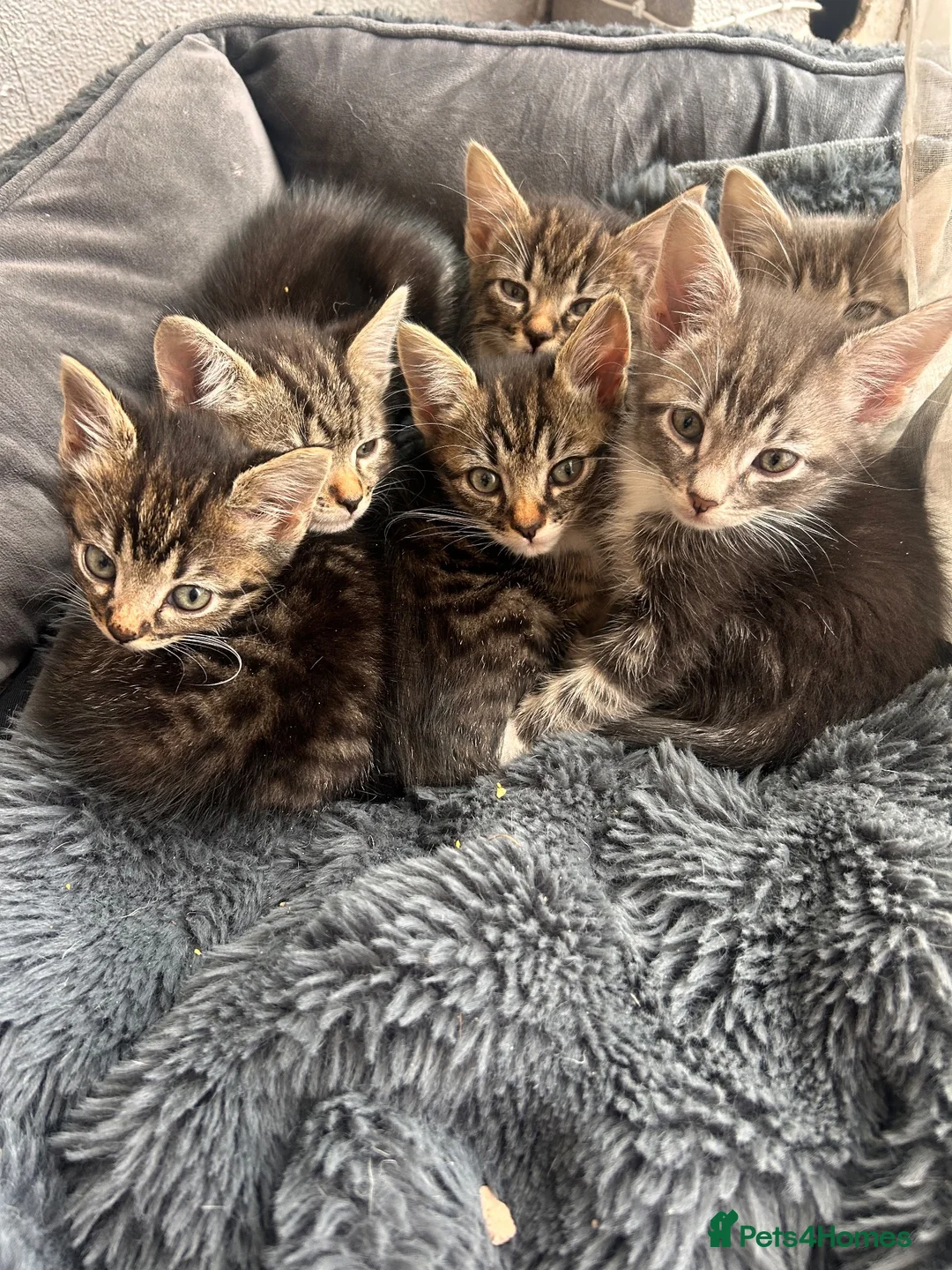 Mixed Breed cats for sale: Beautiful tabby kittens  - Advert 1