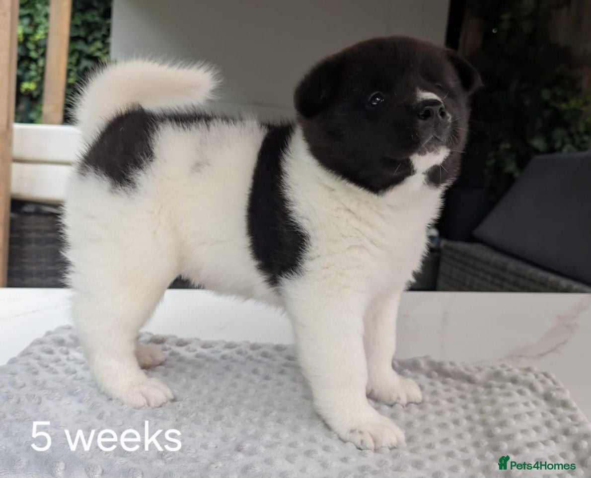 Akita dogs Pedigree mum,dad pure breed, 1 girl pup available  - Advert 14