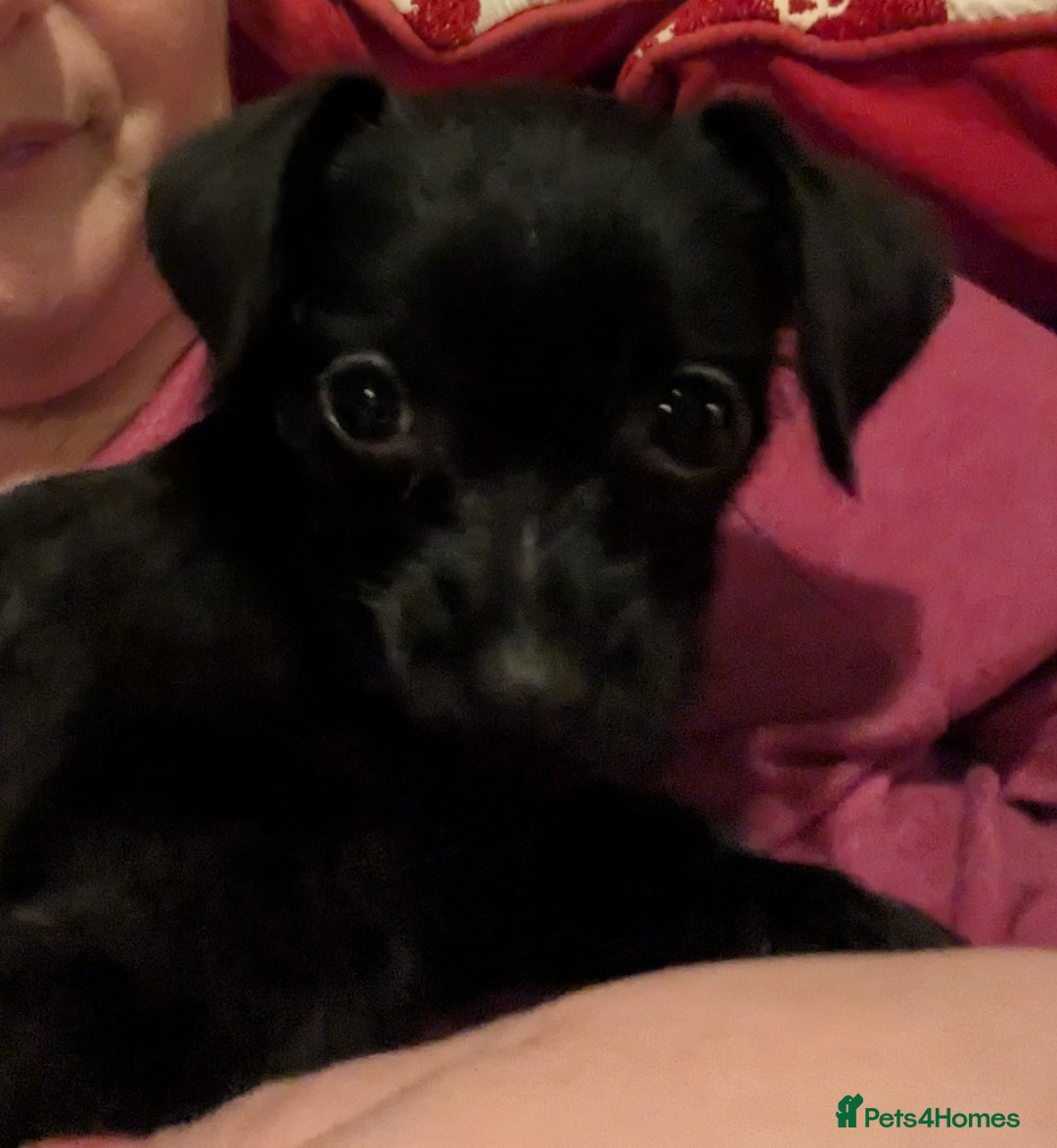 Chipoo dogs for sale: Non shed, health tested  chipoo girl - Advert 3