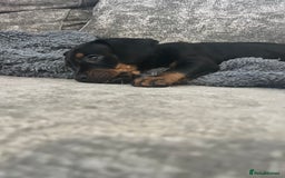 Mixed Breed dogs for sale: Miniature dachshund X French bulldog  - Image 32