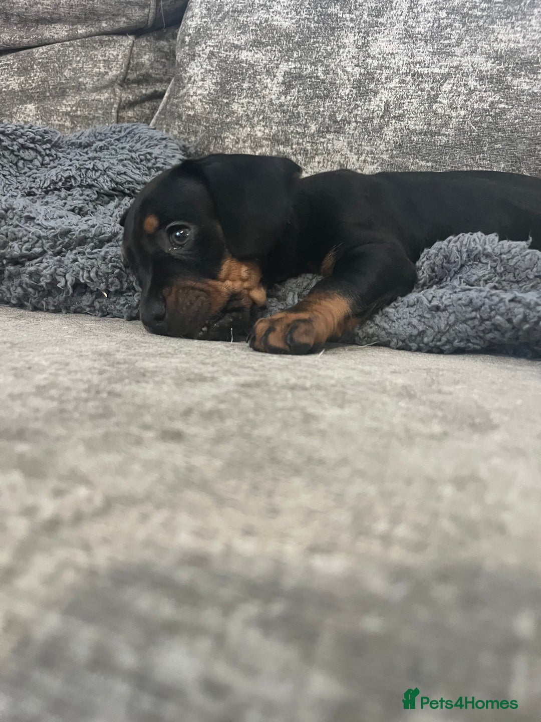 Mixed Breed dogs for sale: Miniature dachshund X French bulldog  - Image 32