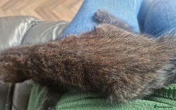 Mixed Breed cats for sale: 3 Beautiful kittens - Image 6