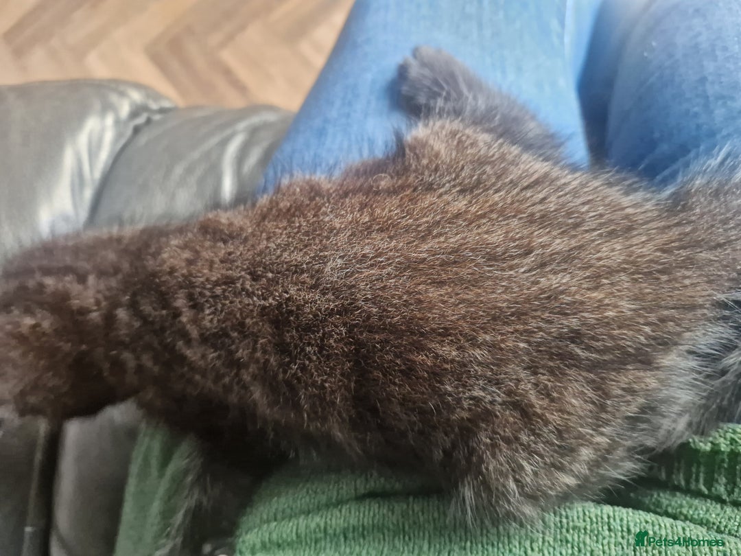 Mixed Breed cats for sale: 3 Beautiful kittens - Image 6