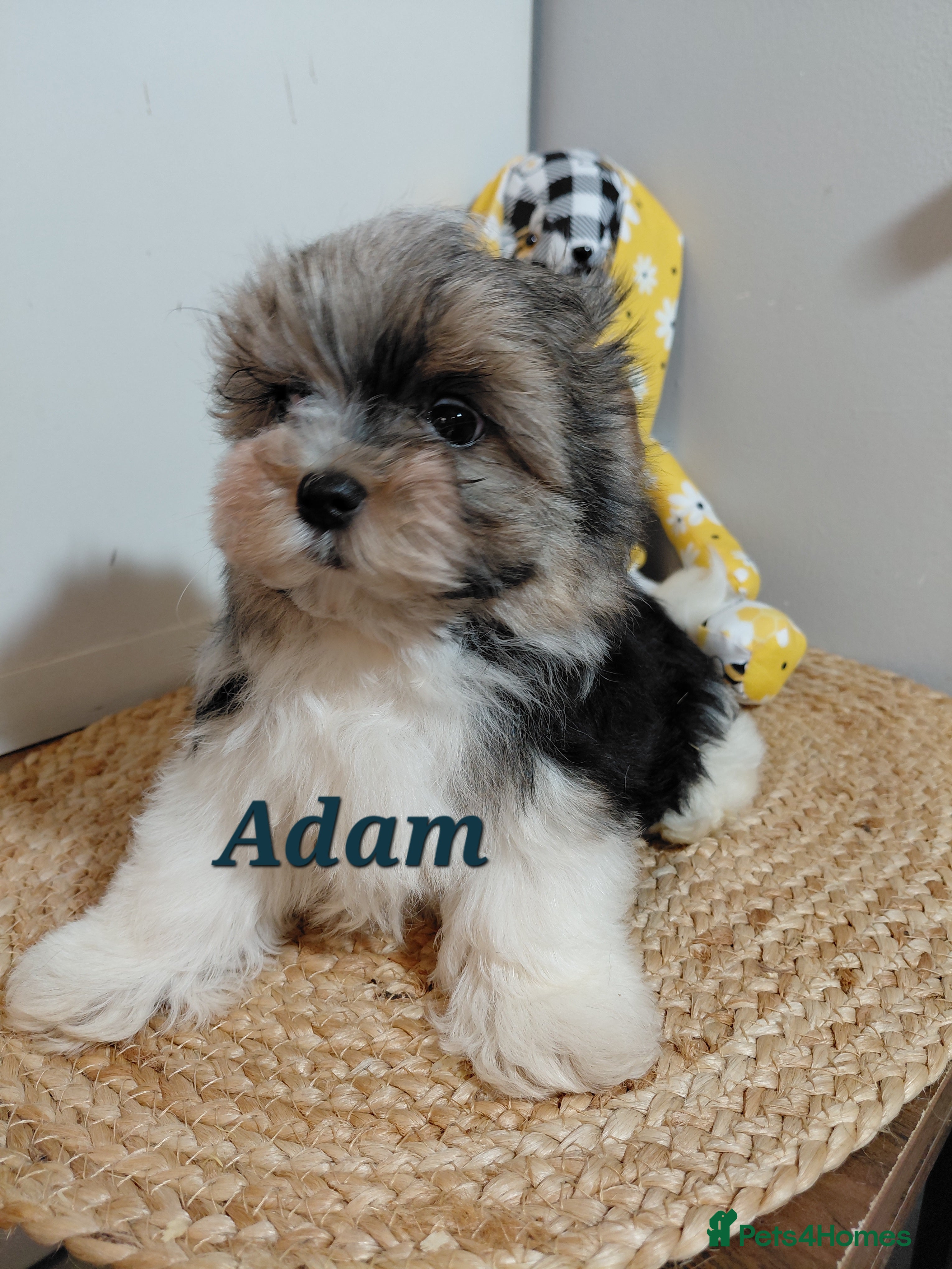 Biewer Terrier dogs Exceptional Hypoallergenic Biewer Terriers yorkie - Advert 3