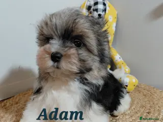 Biewer Terrier dogs Exceptional Hypoallergenic Biewer Terriers yorkie - Advert 4