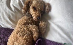 Toy Poodle dogs for sale: Beautiful Red Toy Poodles - Image 11