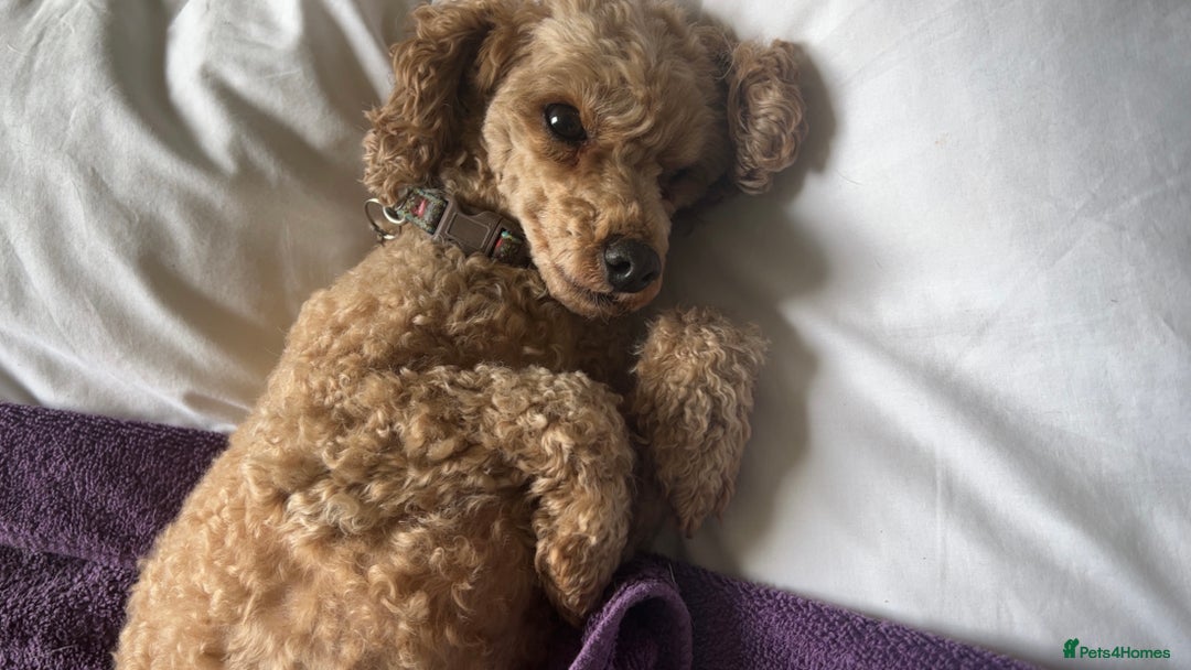 Toy Poodle dogs for sale: Beautiful Red Toy Poodles - Image 11
