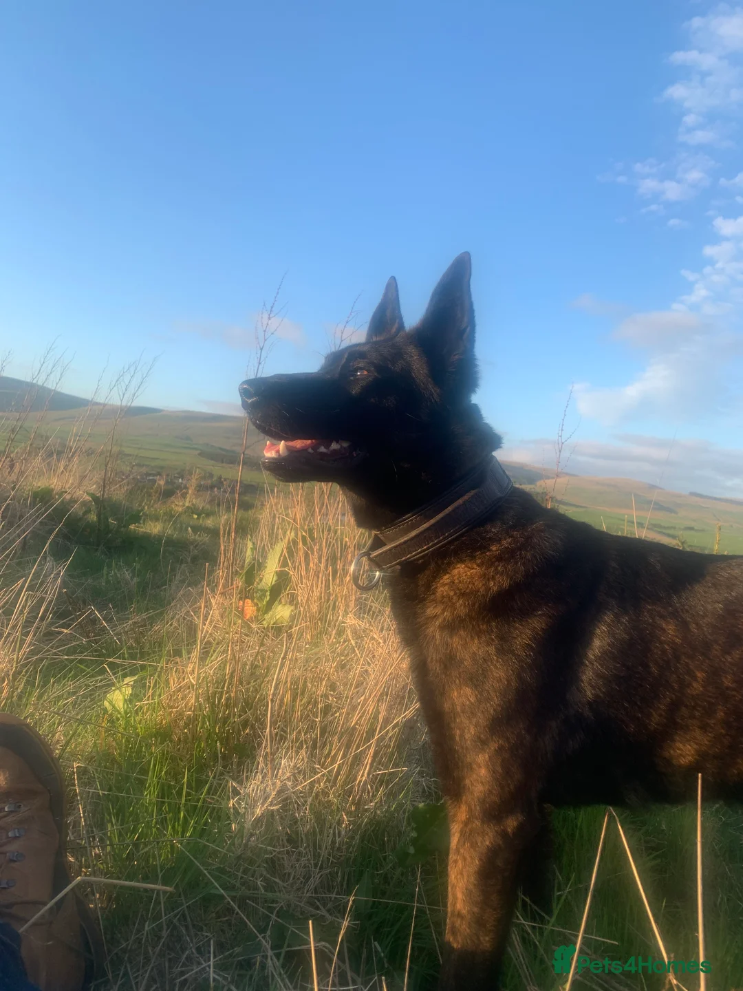 Belgian Shepherd Dog dogs for sale: Dutch shepherd  - Advert 1