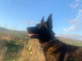 Belgian Shepherd Dog dogs Dutch shepherd - Advert 7