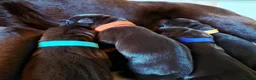 Labrador Retriever dogs for sale: Chocolate Labradors Puppies,Health Tested Parents  - Advert 10