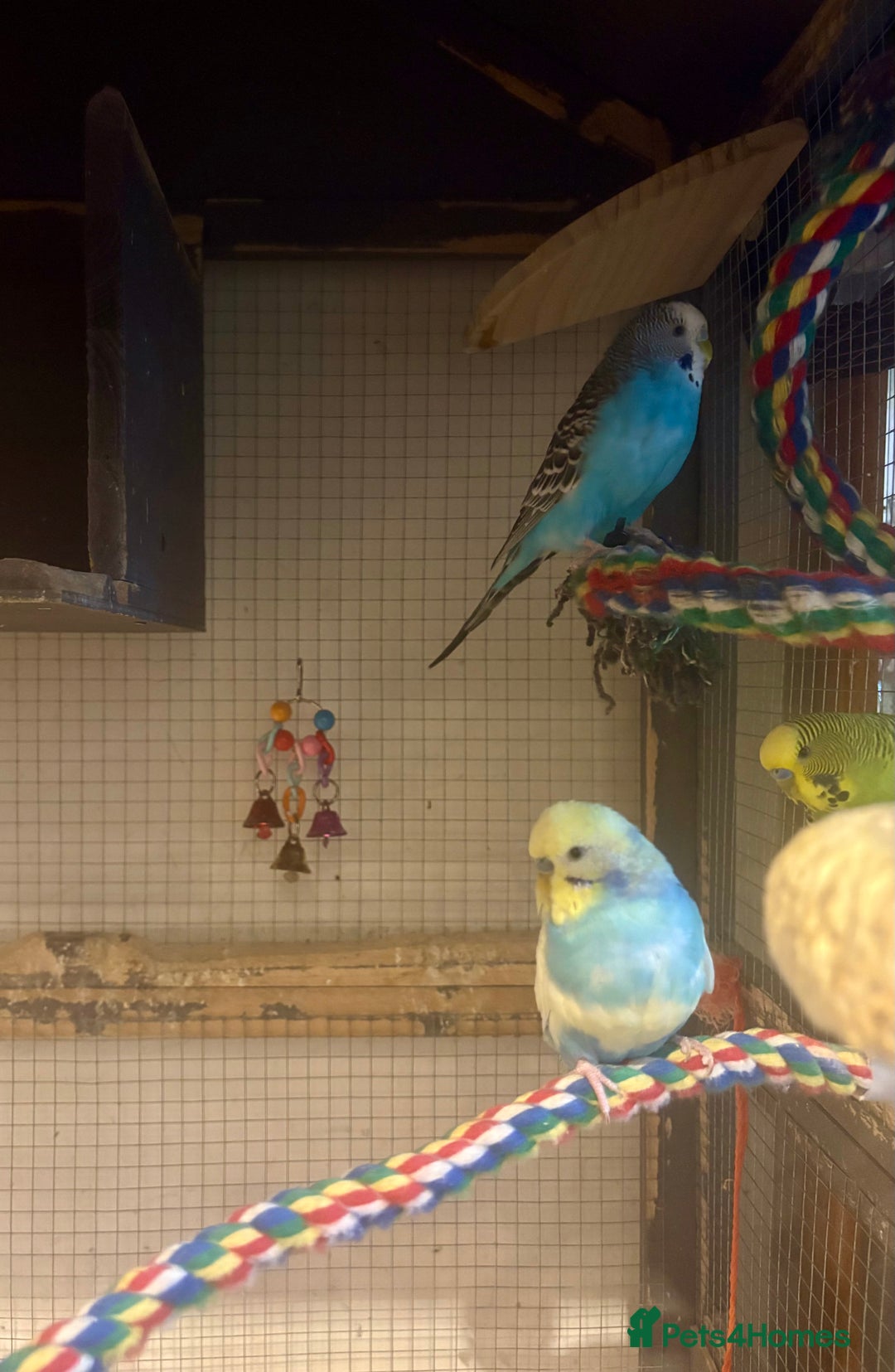 Budgerigars birds for sale: Budgies for sale - Image 6