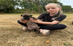 Mixed Breed dogs for sale: Whippet * patterdale  - Image 3