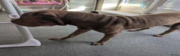 Shar Pei dogs for sale: 8 month old shar pei for sale  in Canterbury - Advert 5