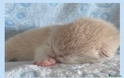 British Shorthair cats for sale: ⭐️Beautiful GCCF British Shorthair Male kitten - Image 9